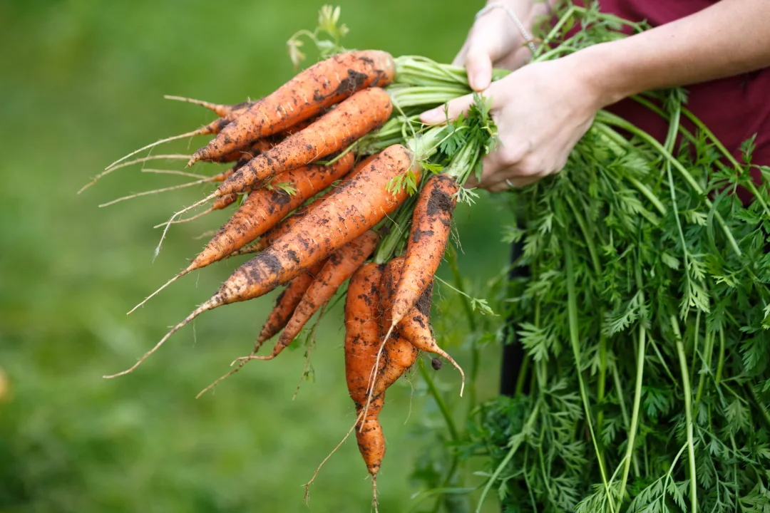 Carrots-hands